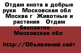 Отдам енота в добрые руки - Московская обл., Москва г. Животные и растения » Отдам бесплатно   . Московская обл.